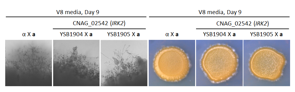 Growth phenotype for CNAG_02542T0
