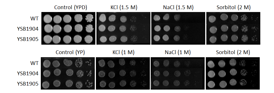 Osmotic stress phenotype for CNAG_02542T0