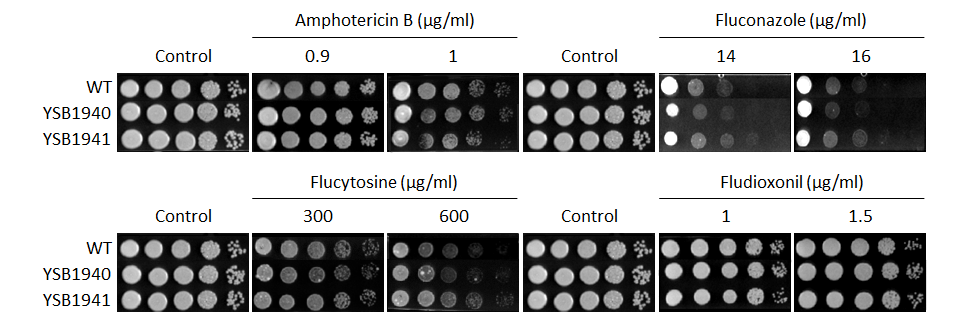 Antifungal drug susceptibility for CNAG_02551T0