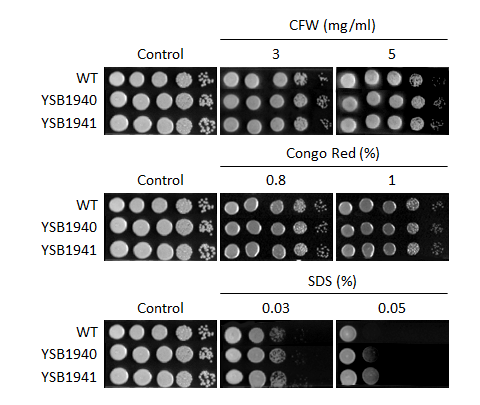 Cell wall stress phenotype for CNAG_02551T0