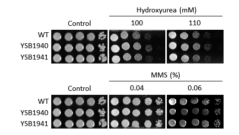 Genotoxic stress phenotype for CNAG_02551T0