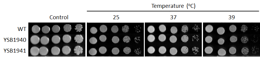 Growth phenotype for CNAG_02551T0