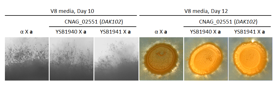 Growth phenotype for CNAG_02551T0