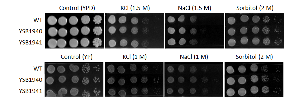 Osmotic stress phenotype for CNAG_02551T0