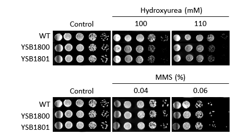 Genotoxic stress phenotype for CNAG_02675T0