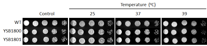 Growth phenotype for CNAG_02675T0