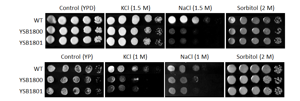Osmotic stress phenotype for CNAG_02675T0
