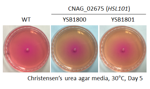 Urease phenotype for CNAG_02675T0