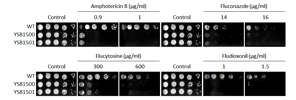 Antifungal drug susceptibility for CNAG_02680T0