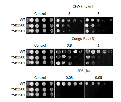 Cell wall stress phenotype for CNAG_02680T0