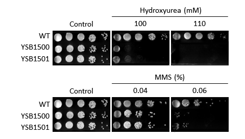 Genotoxic stress phenotype for CNAG_02680T0