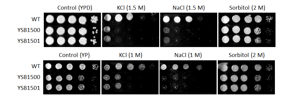Osmotic stress phenotype for CNAG_02680T0