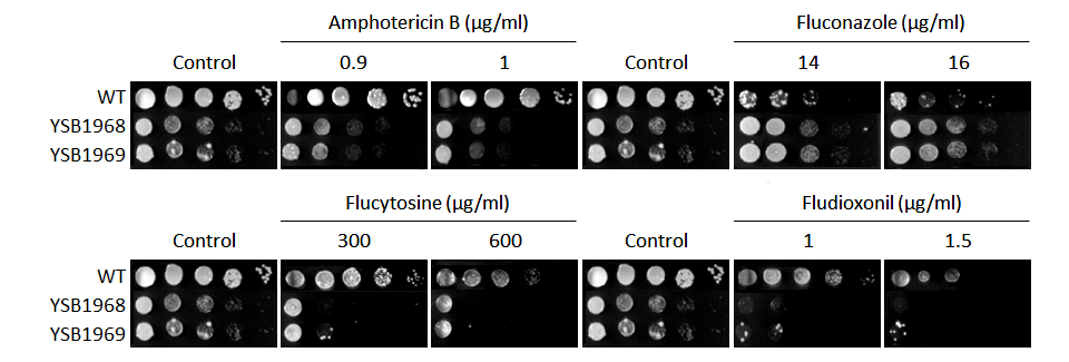 Antifungal drug susceptibility for CNAG_02712T0