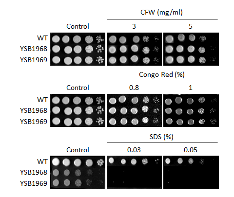 Cell wall stress phenotype for CNAG_02712T0