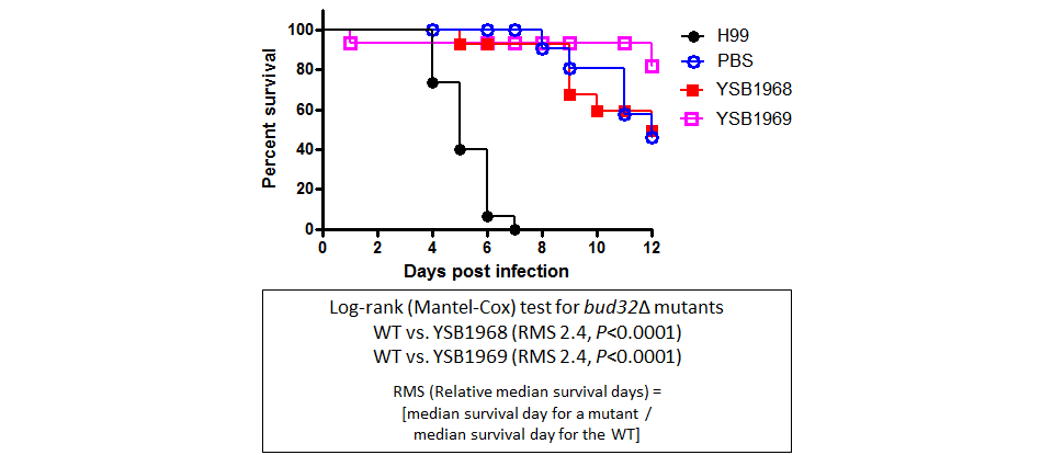 Galleria mellonella virulence data for CNAG_02712T0