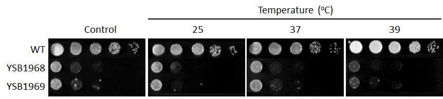 Growth phenotype for CNAG_02712T0
