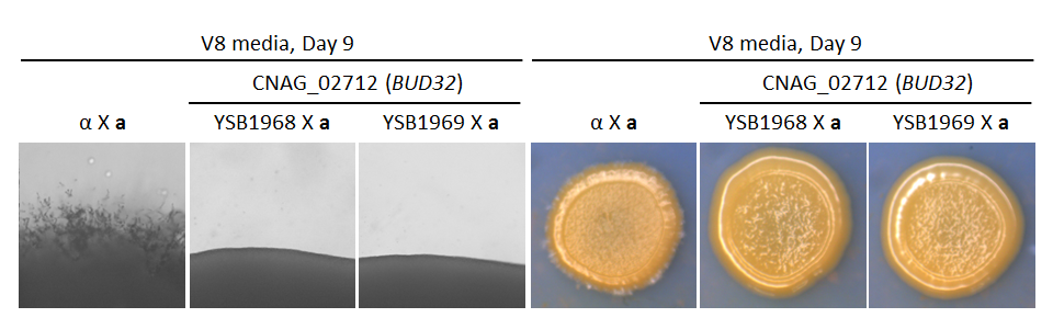Growth phenotype for CNAG_02712T0