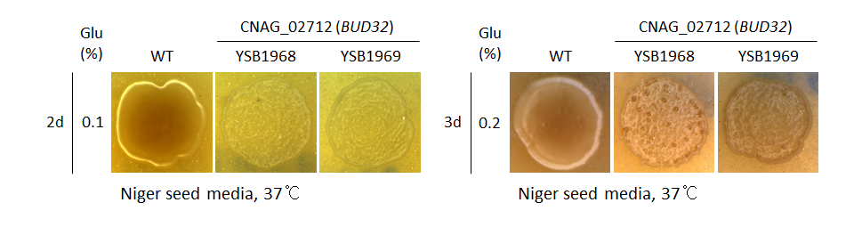 Melanin phenotype for CNAG_02712T0