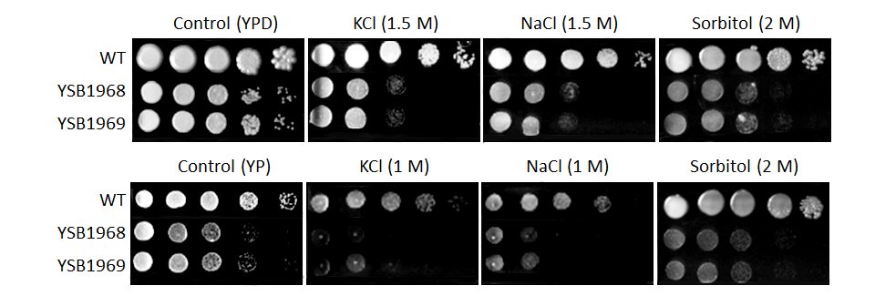 Osmotic stress phenotype for CNAG_02712T0