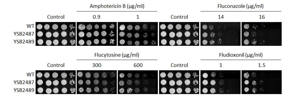 Antifungal drug susceptibility for CNAG_02799T0