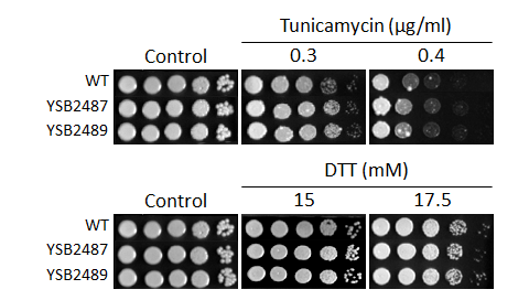ER stress phenotype for CNAG_02799T0
