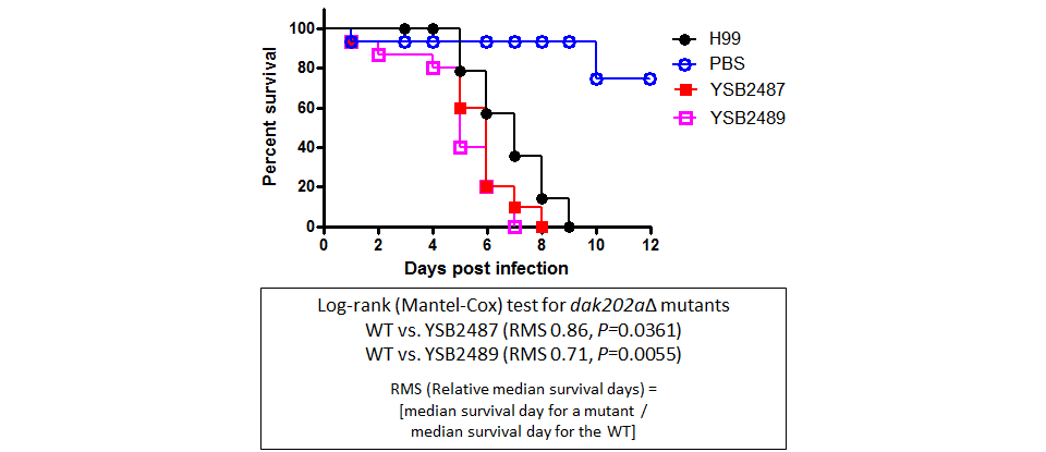 Galleria mellonella virulence data for CNAG_02799T0