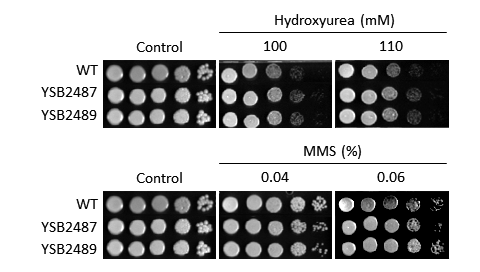 Genotoxic stress phenotype for CNAG_02799T0