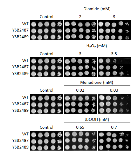 Oxidative stress phenotype for CNAG_02799T0