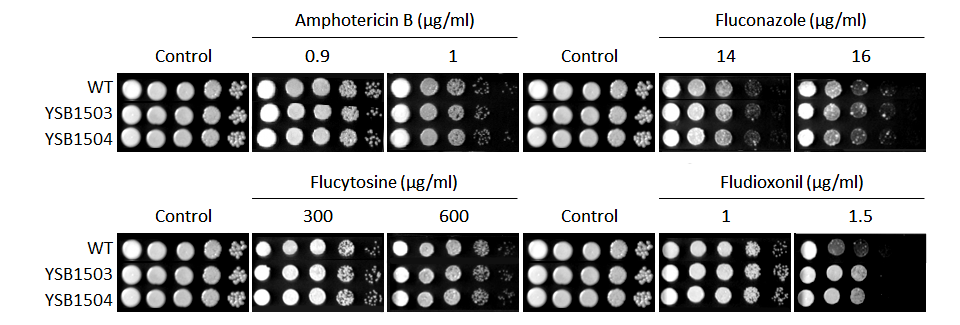 Antifungal drug susceptibility for CNAG_02802T0