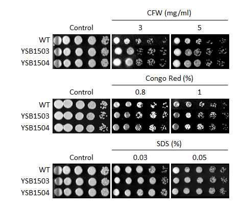Cell wall stress phenotype for CNAG_02802T0