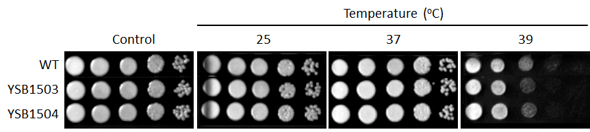Growth phenotype for CNAG_02802T0