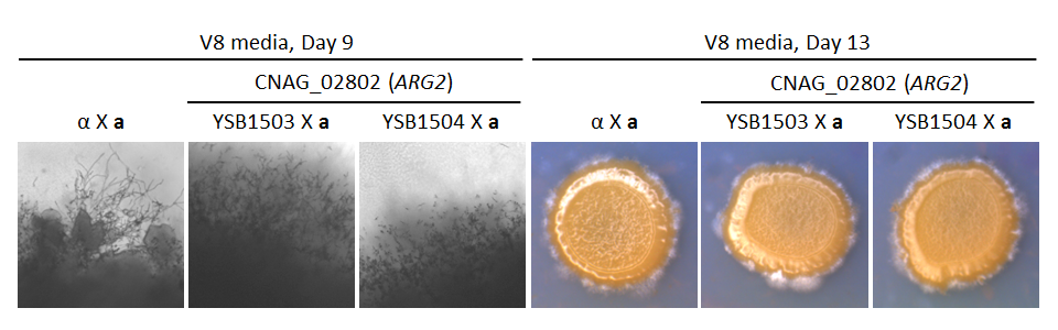 Growth phenotype for CNAG_02802T0
