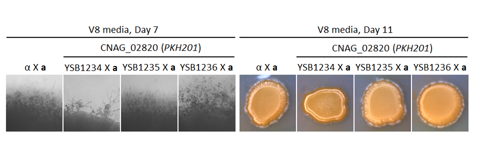 Growth phenotype for CNAG_02820T0