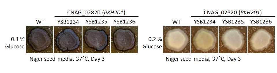 Melanin phenotype for CNAG_02820T0
