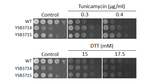 ER stress phenotype for CNAG_02859T0