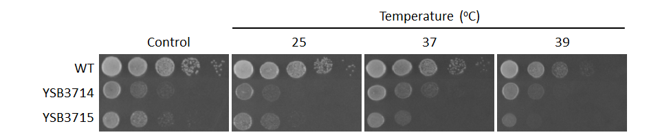 Growth phenotype for CNAG_02859T0