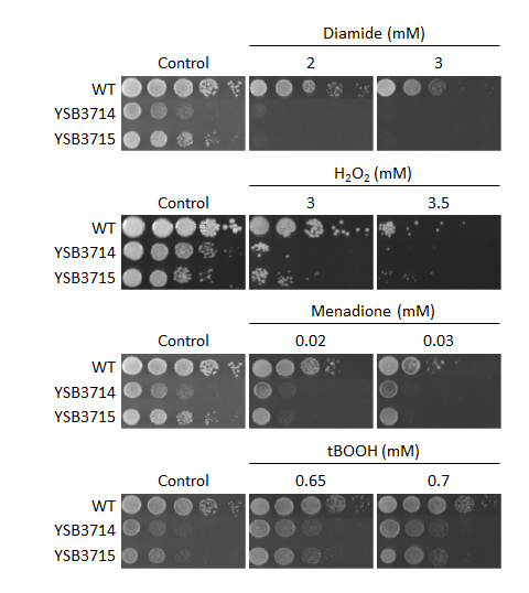 Oxidative stress phenotype for CNAG_02859T0