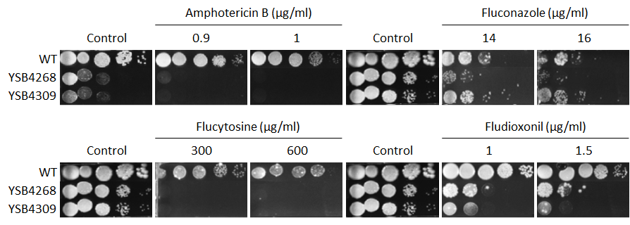 Antifungal drug susceptibility for CNAG_02915T0