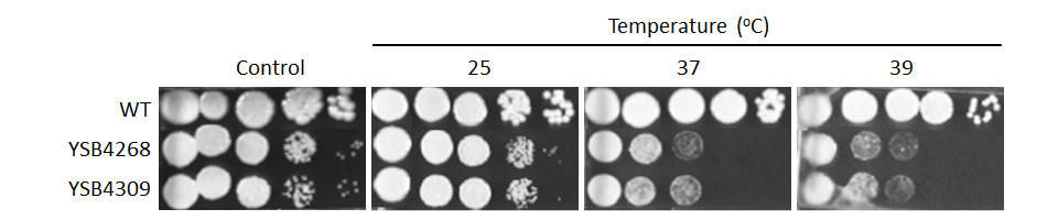 Growth phenotype for CNAG_02915T0