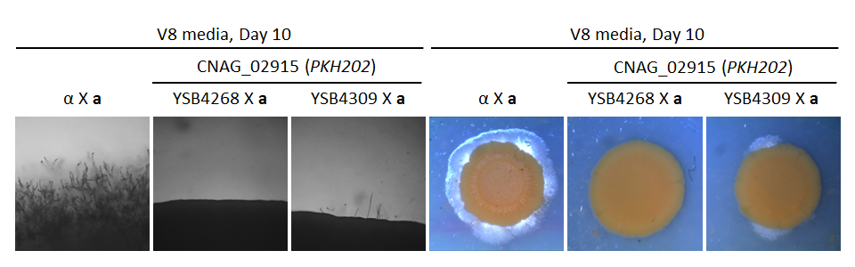 Growth phenotype for CNAG_02915T0