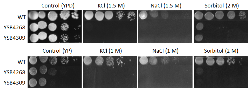 Osmotic stress phenotype for CNAG_02915T0