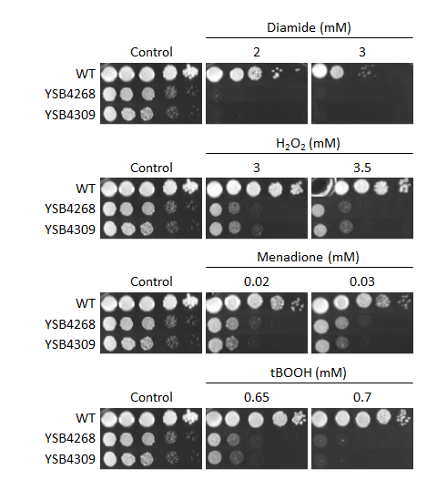 Oxidative stress phenotype for CNAG_02915T0