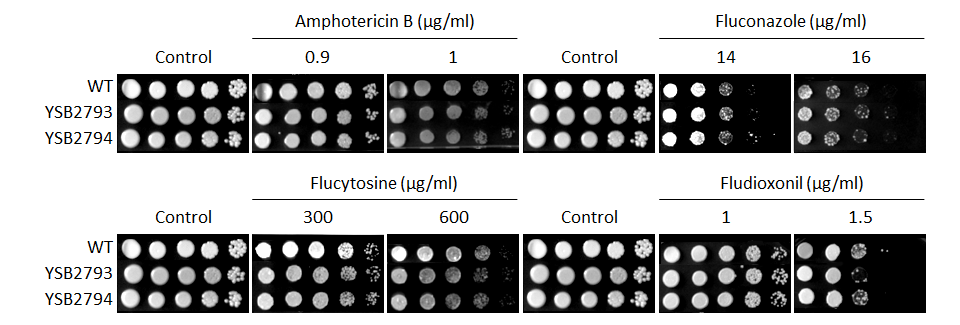 Antifungal drug susceptibility for CNAG_02947T0
