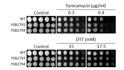 ER stress phenotype for CNAG_02947T0