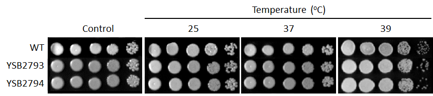 Growth phenotype for CNAG_02947T0