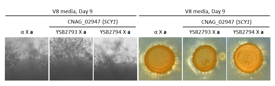 Growth phenotype for CNAG_02947T0
