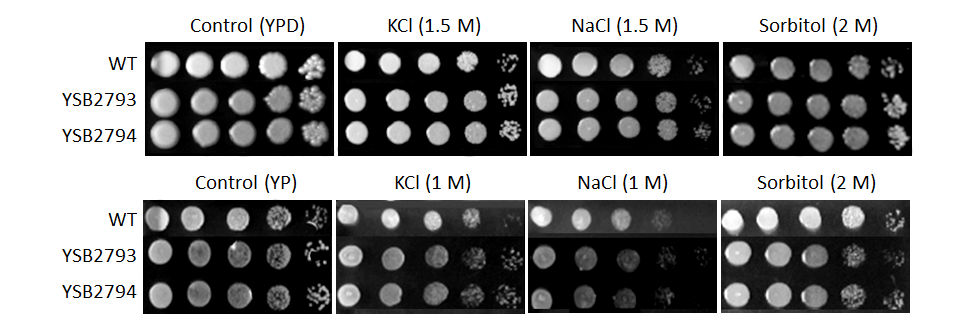 Osmotic stress phenotype for CNAG_02947T0