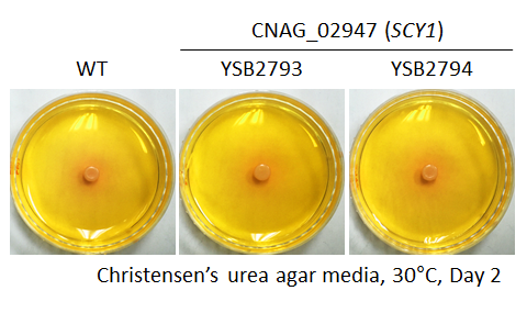 Urease phenotype for CNAG_02947T0
