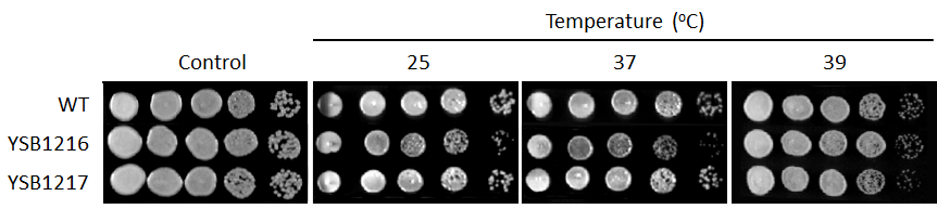 Growth phenotype for CNAG_03024T0