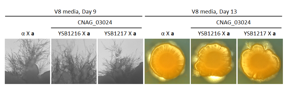 Growth phenotype for CNAG_03024T0